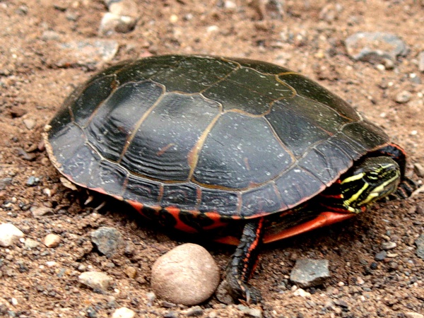 painted-turtle